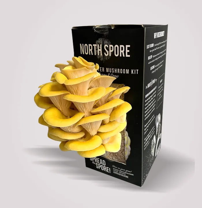 Custom Mushroom Kit Boxes 5